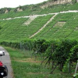 1208F 077 Neckar Weinanbau